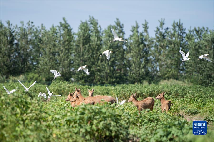 （新華全媒頭條·聚焦生物多樣性大會·圖文互動）（9）攜手同行，開啟人類高質量發(fā)展新征程——習近平主席在《生物多樣性公約》第十五次締約方大會領導人峰會上的主旨講話解讀